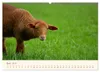 Coburger Fuchsschaf (Wandkalender 2027 DIN A2 quer), Produktbild-Vorschau 7