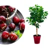 A collage of cherries and a potted cherry tree. Produktbild-Vorschau