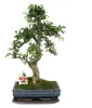 Bonsai jilm čínský – Ulmus parviflora – cca 12–15 let Náhled obrázku produktu 1
