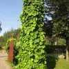 Kokornak wielkolistny 2L Podgląd zdjęcia produktu 4