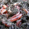 WurmKompost 40 L Wurmhumus, Wurmdünger, Universaldünger für Produktbild-Vorschau 5