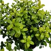 Plants by Frank | Stechpalmen Hecke | Ilex Crenata 'Jenny' Produktbild-Vorschau 3