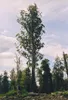 Reuzeneucalyptus (Eucalyptus regnans) - 1 portie zaden Productafbeelding-voorbeeld 2