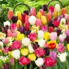 Winterharde, meerjarige tulpenbollen - Mix - 50 bloembollen Productafbeelding-voorbeeld 3