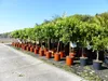 Citrus Yuzu 100 - 120 cm, Zitronenbaum Zitrone, japanische Produktbild-Vorschau 6