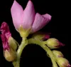 SAFLAX - Sonnentau - Drosera capensis - 200 Samen - Mit Produktbild-Vorschau 8