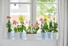 Orchids in pots on a windowsill. Produktbild-Vorschau