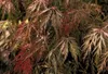 Acer palm 'Inaba Shidare' - Vějířový javor 60- 80 cm Náhled obrázku produktu 2