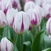 Bloomique - Mix van 20 - Tulipa Purple Mix - Paarse Mix - Voir les images du produit 7
