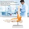 Anatomický model kostry v měřítku 1:1 v životní velikosti Náhled obrázku produktu 19