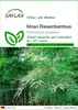 SAFLAX - Moso Riesenbambus - Phyllostachys pubescens - 20 Produktbild-Vorschau 1