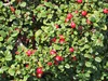 A close-up view of a dense shrub with small green leaves and bright red berries. Produktbild-Vorschau