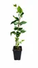 Zwerg-Maulbeere 'Mojo Berry' 50–70 cm – Morus rotundiloba, Produktbild-Vorschau 4