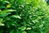 Stauden Gänge 100 x Ligustrum vulgare 'Atrovirens' - Produktbild-Vorschau 3