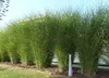 Stauden Gänge 1 x Miscanthus sinensis 'Gracillimus' im 1 Produktbild-Vorschau 2