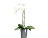 Ecopots Morinda Orchid 17 Blumentopf - L 17,1 cm x H 19,5 Produktbild-Vorschau 7