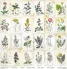 Scrapbooking-Papier Set 30×30 cm – SLS-049 Herbarium 2 – Produktbild-Vorschau 22