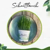 Enseleits Schnittlauch Pflanze, Marktfrische Pflanze, Produktbild-Vorschau 3