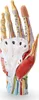 Hand Anatomie Modell lebensgroß mit Arterien und Venen Produktbild-Vorschau 1
