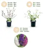 Schmetterlingsstrauch Buddleja davidii Tricolor 3er Set Produktbild-Vorschau 5