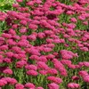 6 x Achillea mil.  - Achillea millefolium 'Saucy Produktbild-Vorschau 2