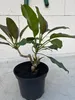 Goldkelch - Solandra maxima - Goldkelchwein - Götterpflanze Produktbild-Vorschau 1