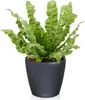 Pflanztopf Lechuza Classico Color LS Kunststoff Ø 22 cm H Produktbild-Vorschau 5