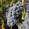 Winorośl Regent 2L Podgląd zdjęcia produktu 1