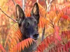 CALVENDO Puzzle Malinoishündin | 1000 Teile Lege-Größe Produktbild-Vorschau 3