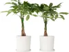 Arbre à argent - Set de 2 - Pachira aquatica - Hauteur Voir les images du produit 7