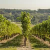 Vite Somerset 2L Anteprima dell’immagine prodotto 6