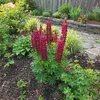Bloomique - Lot de 6 - Lupinus Gallery Red - Lupin - Voir les images du produit 5