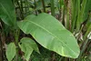 SAFLAX - Kenia-Banane - 8 Samen - Musa velutina Produktbild-Vorschau 5