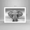 Poster - Poster ohne Rahmen - Elefant Afrika Tier - 70x50 Produktbild-Vorschau 4