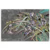 Leinwandbild Blumen Schwertlilien im Wind 120x80 Feeby Grau Produktbild-Vorschau 3