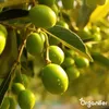 Olivenbaum Flüssigdünger 1L – 2-1-8 NPK – Produktbild-Vorschau 4