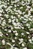 Anemone blanda 'White Splendour', Balkan-Windröschen, weiß, Produktbild-Vorschau 4
