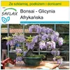 SAFLAX - Zestaw do uprawy - Bonsai - Glicynia Afrykańska - Podgląd zdjęcia produktu 5