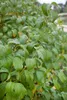 Cornus sericea 'Flaviramea', dereń żółty, 80-100 cm Podgląd zdjęcia produktu 2