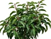 Ciliegio portoghese 'Prunus Myrtifolia' stelo standard 80 - Anteprima dell’immagine prodotto 2