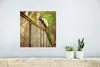 MuchoWow® Poster Pfau - Federn - Zaun 30x30 cm - Wandposter Produktbild-Vorschau 4