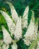Buddleja 'White Profusion', Schmetterlingsflieder, weiß, Produktbild-Vorschau 4