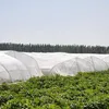 TG67714 SIATKA OCHRONNA PRZECIW OWADOM NA GRZĄDKĘ CHRONIĄCA Podgląd zdjęcia produktu 7