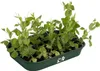 elho green basics grow tray M, Blumenkübeluntersetzer, Produktbild-Vorschau 4