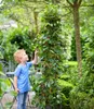 BALDUR Garten 1x Maulbeere BonBon Berry®, Pflanze im 13 Produktbild-Vorschau 4