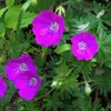 6 x Blutroter Storchschnabel - Geranium sanguineum  | Topf Produktbild-Vorschau 2