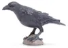 oiseau Raven junior 7,5 cm schwarz Voir les images du produit 3
