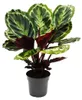 Stínová rostlina s neobvyklým vzorem listů - Calathea Náhled obrázku produktu 1
