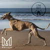 A dog running on a beach with the ocean in the background. Anteprima dell’immagine prodotto