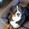 4L Textil TEO Hundekorb mittelgroße Hunde Kuscheliges Produktbild-Vorschau 4